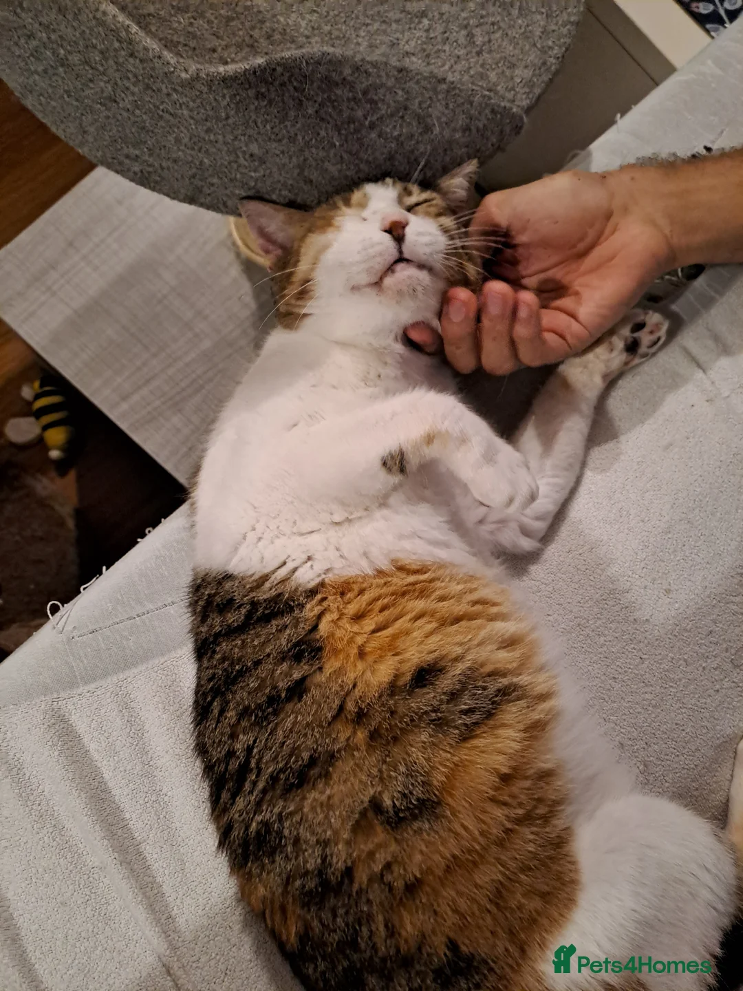 Mixed Breed cats for adoption: Viola - calm and sweet girl - Advert 1