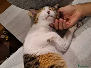 Mixed Breed cats Viola - calm and sweet girl - Advert 5