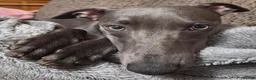 Whippet dogs for sale: Handsome blue boy for sale in Ashton-under-Lyne - Advert 4