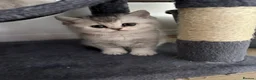 Scottish Fold cats for sale: Scottish straight girl - Advert 3