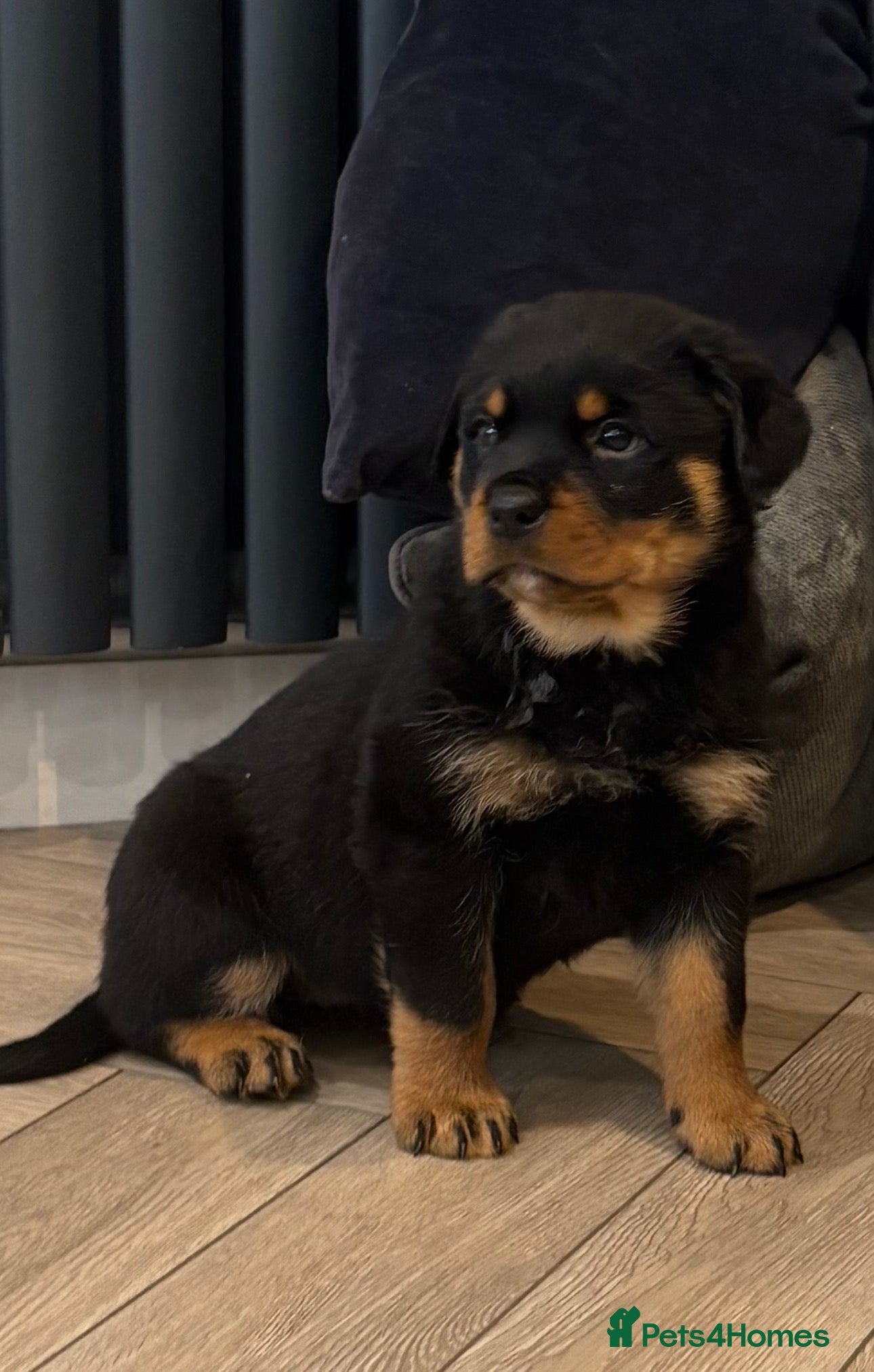 Rottweiler Puppy 5