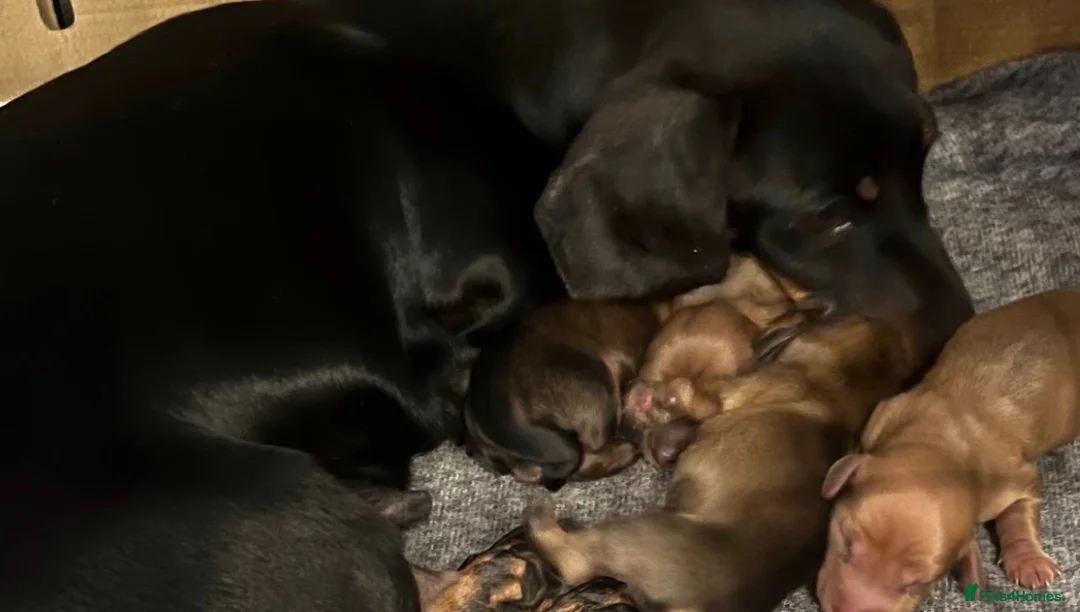 Dachshund dogs for sale: Miniature Dachshund Puppies  - Advert 2