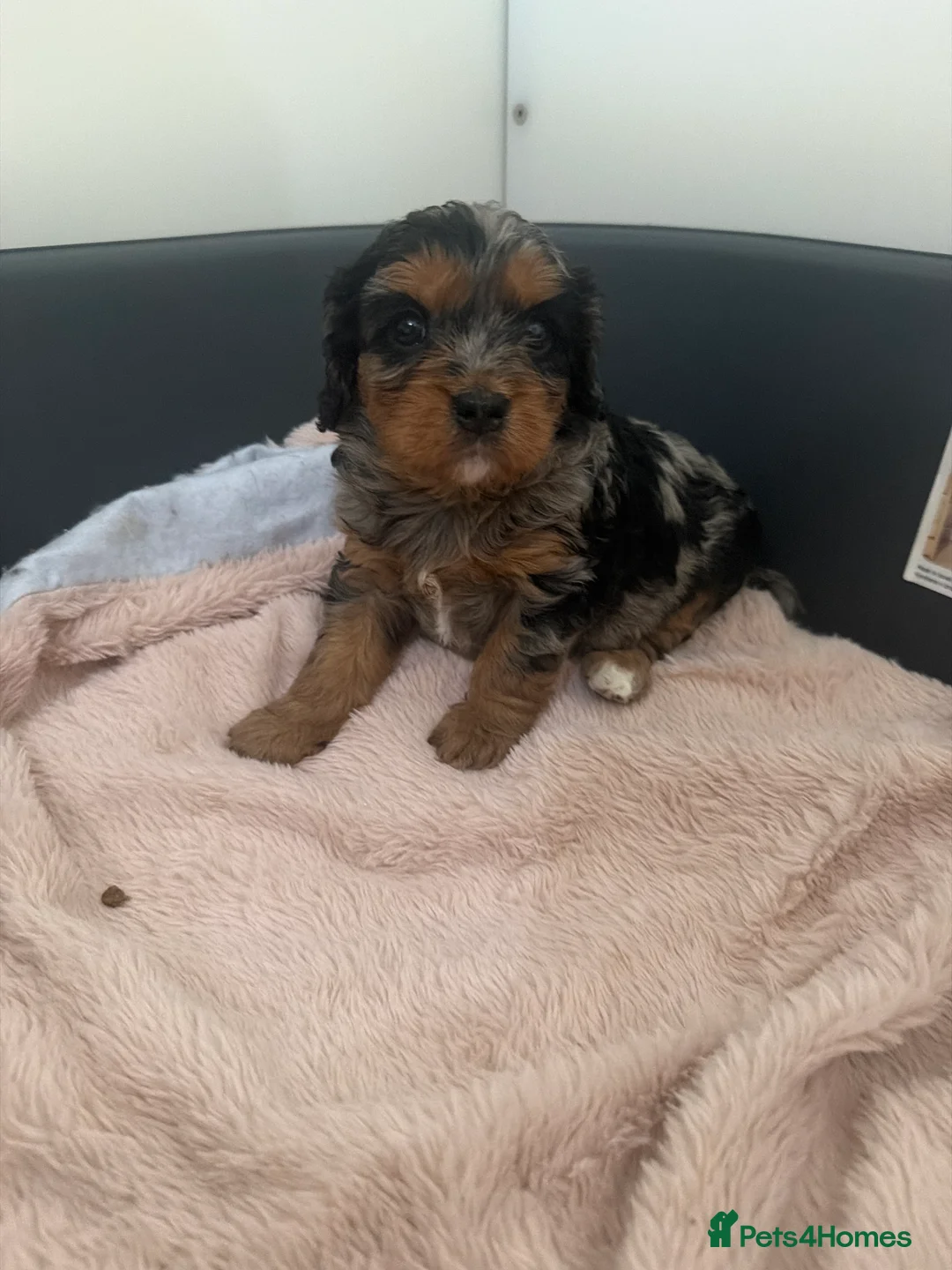 Cavapoo dogs for sale: Wow, factor in Portsmouth - Advert 2