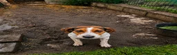 Beagle dogs for sale: Lady 12 month old Beagle bitch - Advert 2