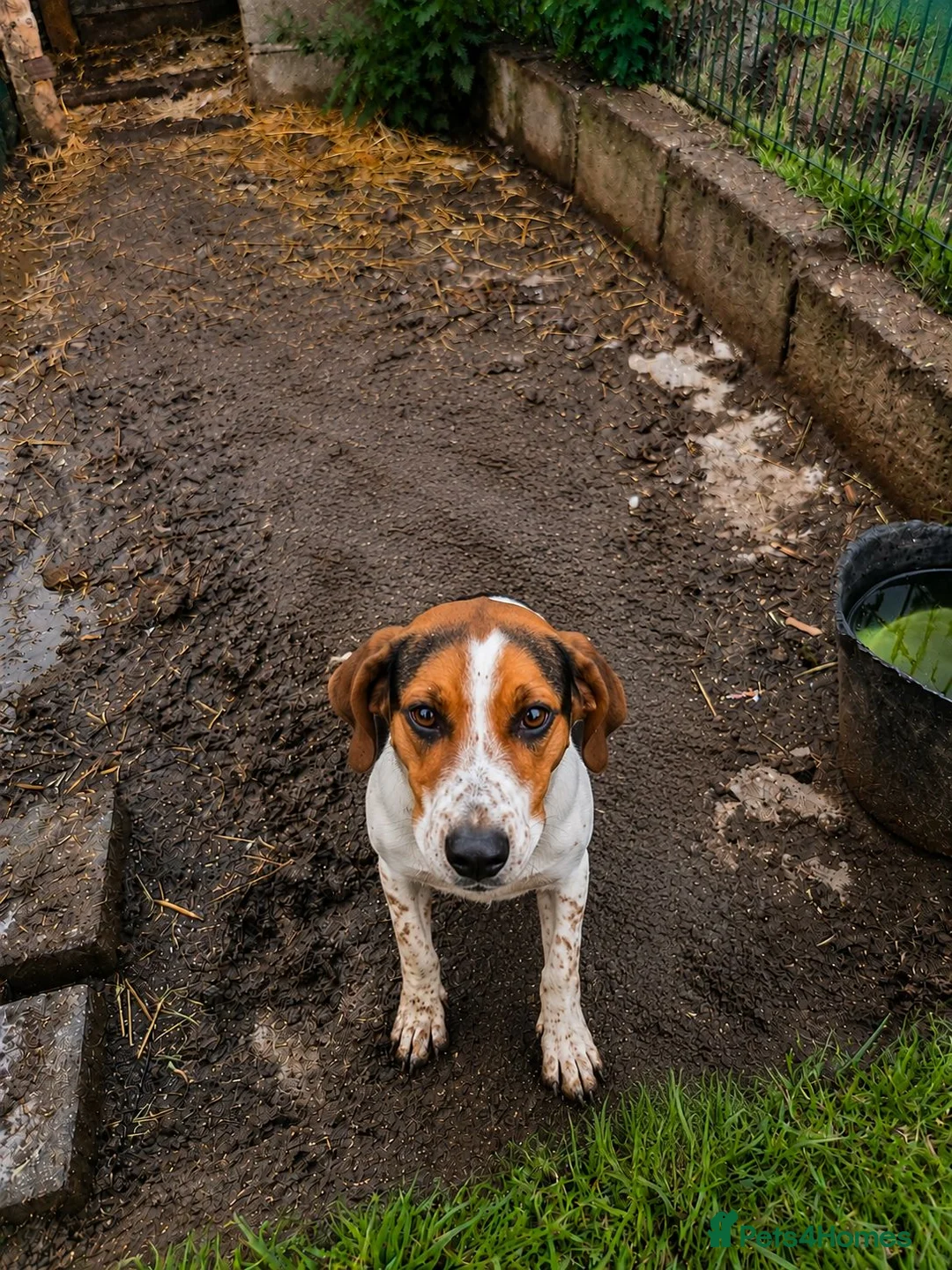 Beagle dogs for sale: Lady 12 month old Beagle bitch - Advert 2