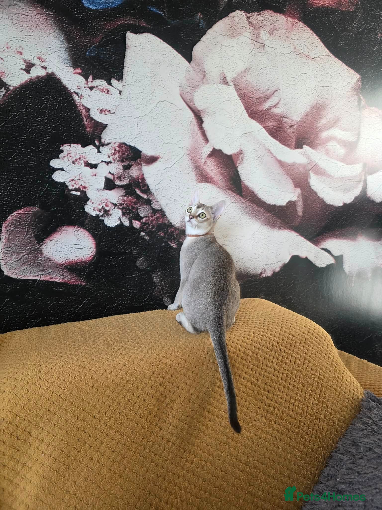 Singapura cats Stunning Singapura kittens  - Advert 3