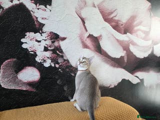 Singapura cats Stunning Singapura kittens - Advert 1