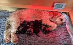 Cavapoo dogs for sale: Gorgeous Rare-Colouring Cavapoo Puppies - Image 16