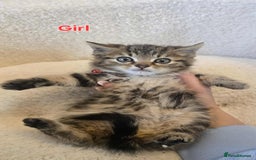 Maine Coon cats for sale: Adorable kittens Maine coon  - Image 11