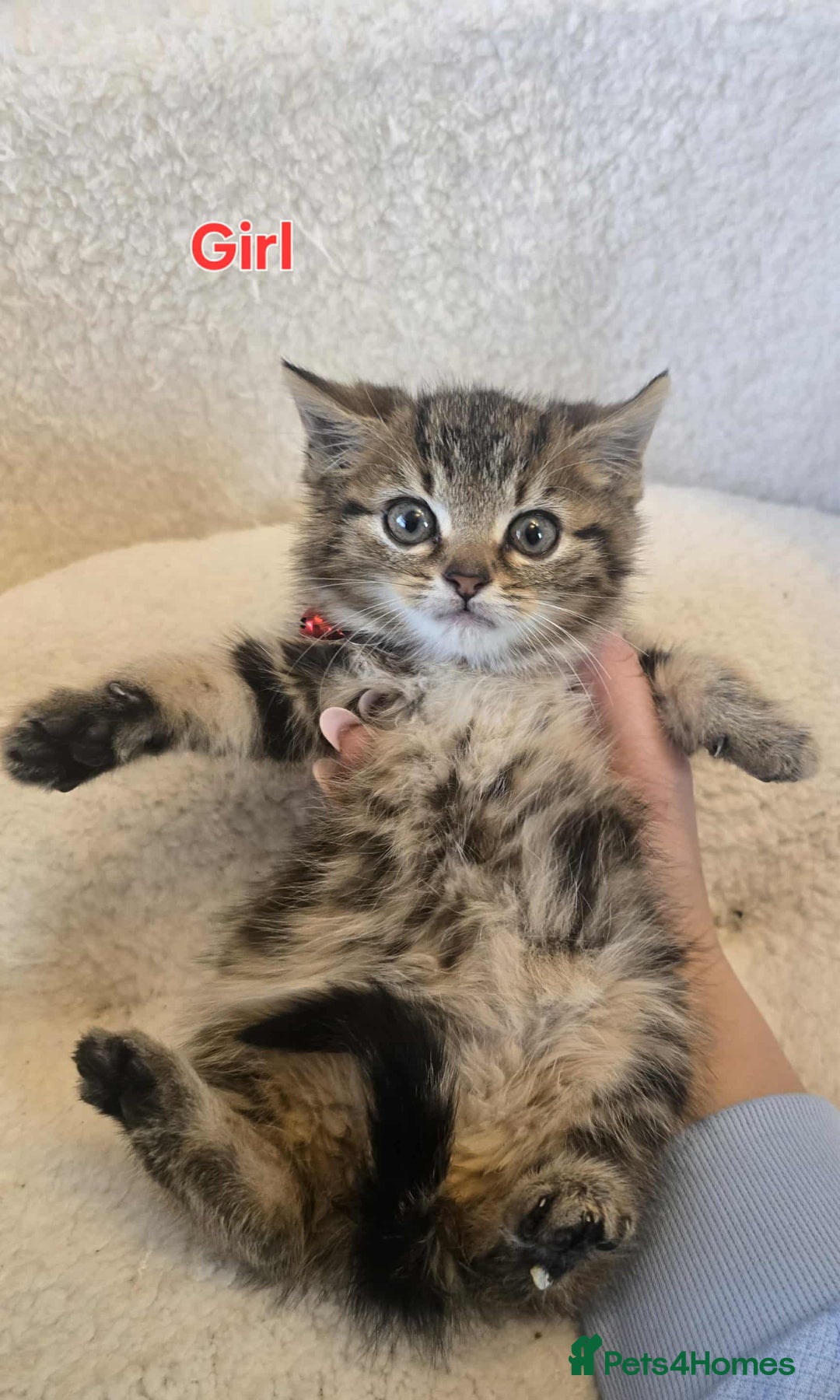 Maine Coon cats for sale: Adorable kittens Maine coon  - Image 11