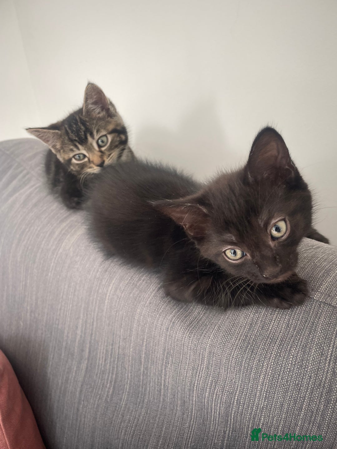Mixed Breed cats for sale:  Adorable Kittens Ready for Their Forever Homes!  - Image 8
