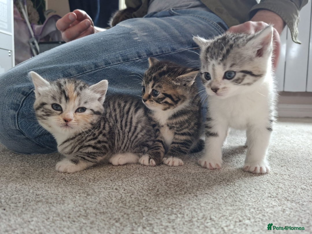 Mixed Breed cats for sale: Three Fluffy Tigers  - Image 18