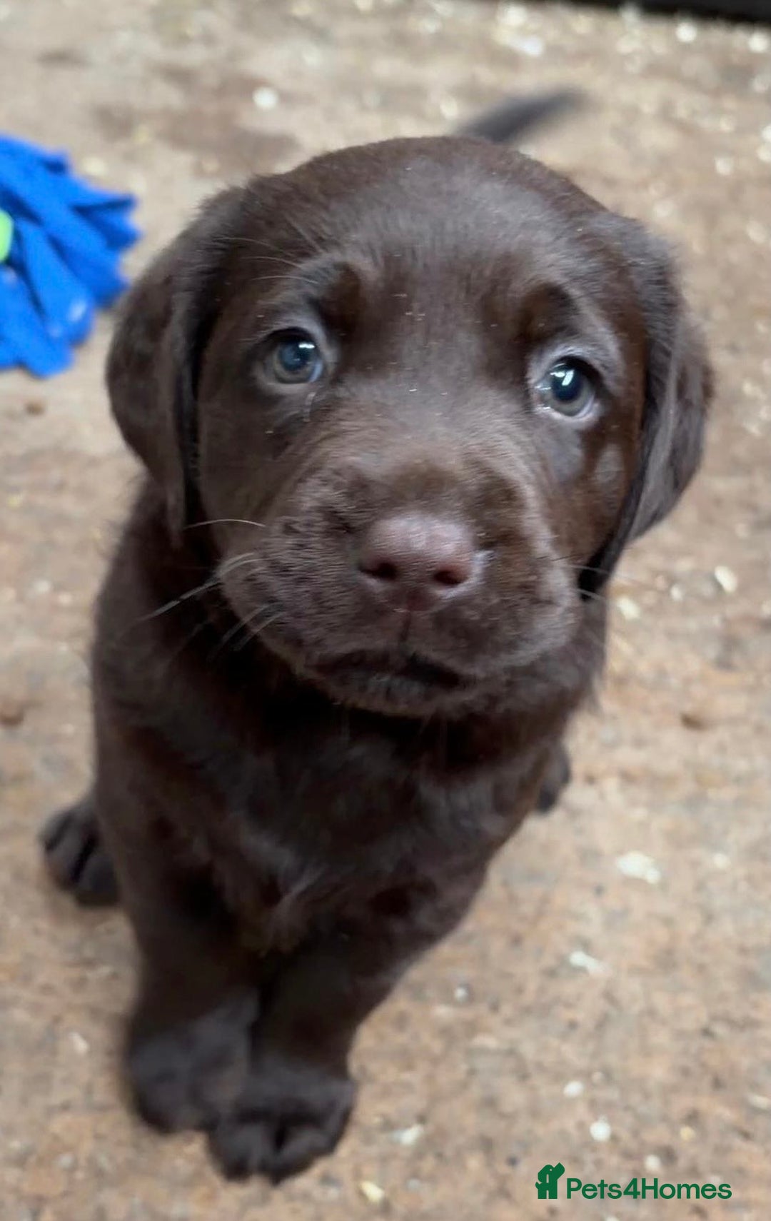 Labrador Retriever dogs for sale: Chocolate Labrador Puppies  - Advert 6