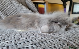 Mini Lion Lop rabbits for sale: beautiful mini sm lion lops and mini lops - Image 2