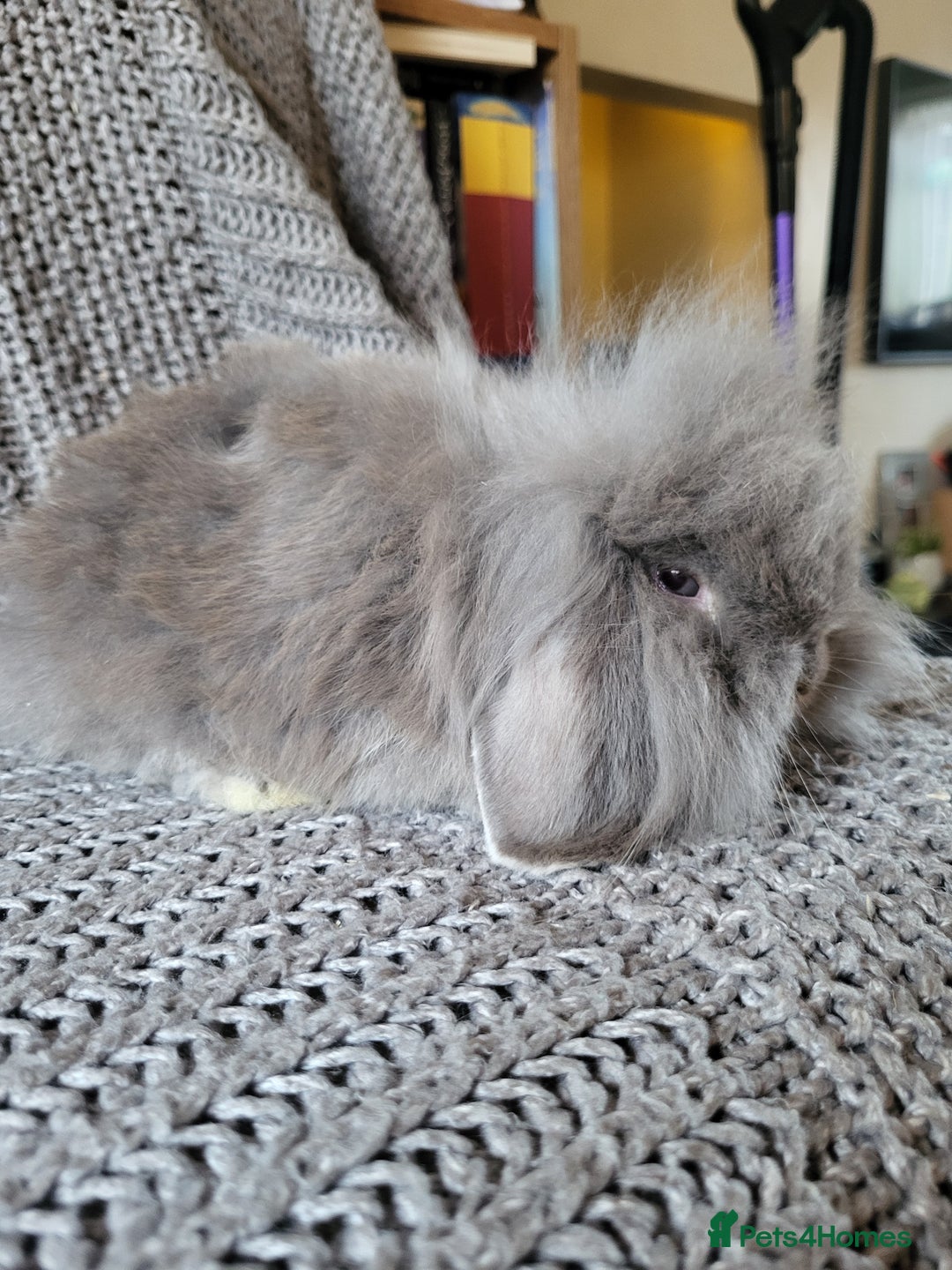 Mini Lion Lop rabbits for sale: beautiful mini sm lion lops and mini lops - Image 2