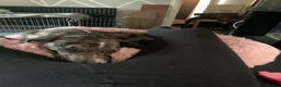 Mixed Breed dogs for sale: Rehoming this beauty - Advert 3