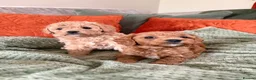 Cavapoo dogs for sale: DNA clear cavapoo in Yeovil - Advert 4