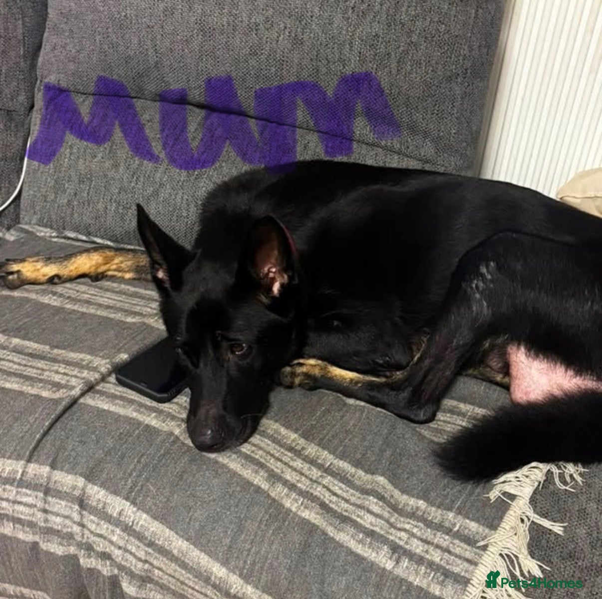 German Shepherd dogs German shepards looking for their  forever home  - Advert 5