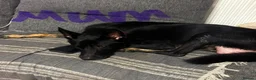 German Shepherd dogs for sale: German shepards looking for their  forever home  - Advert 1