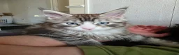 Maine Coon cats for sale: Maine coon Blue eyes + Long Hair in Burnley - Advert 4