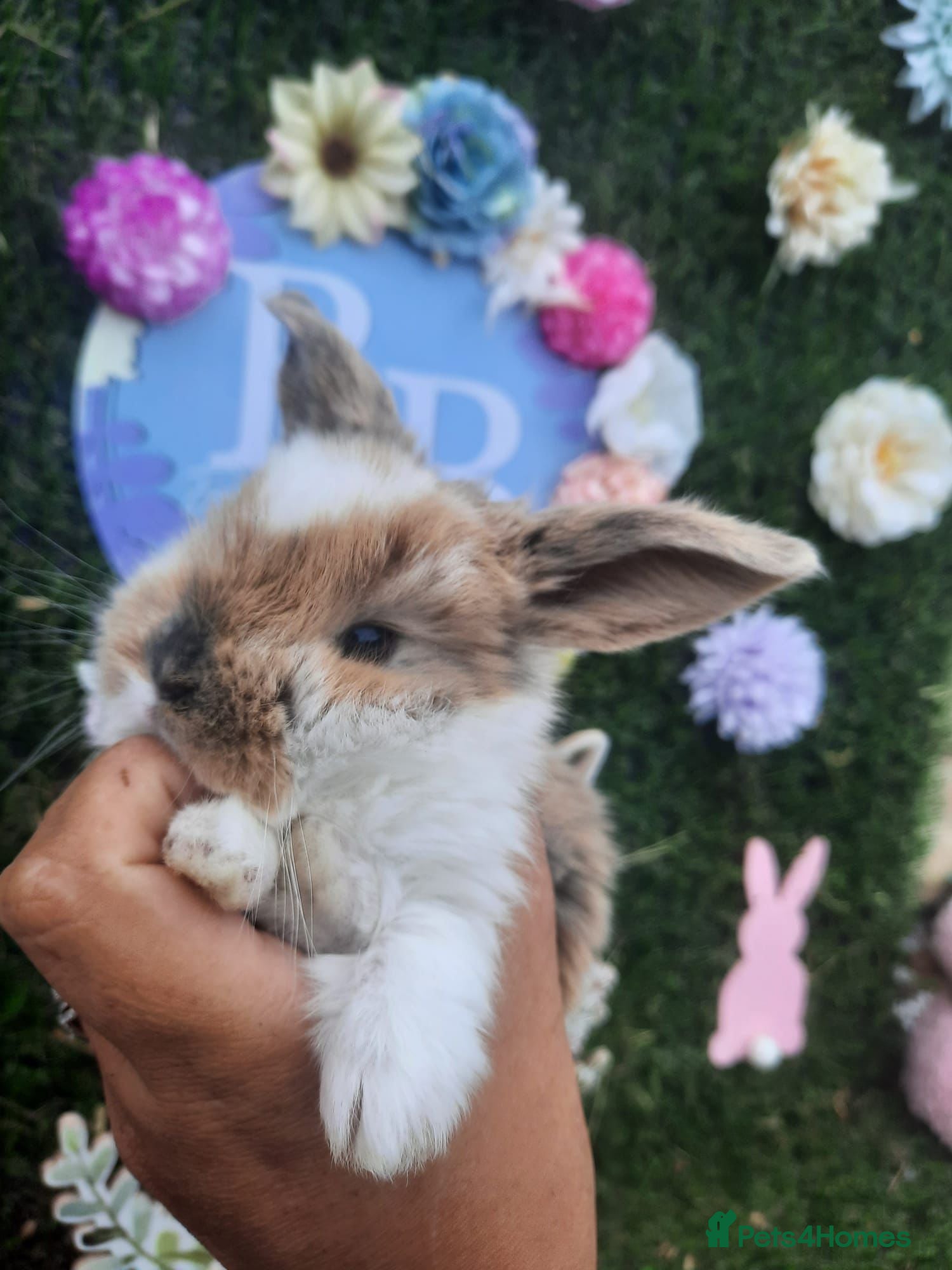 Mini Lop rabbits Mini lop babies  - Advert 6