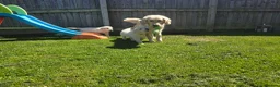 Golden Retriever dogs for sale: all puppies have now been reserved - Advert 9