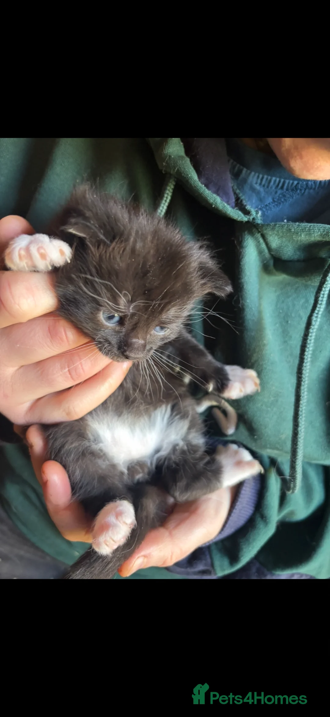 Mixed Breed cats for sale: Mother and baby - Advert 3