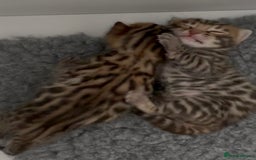 Bengal cats for sale: Exceptional show quality Brown TICA registered 🥰 - Image 24