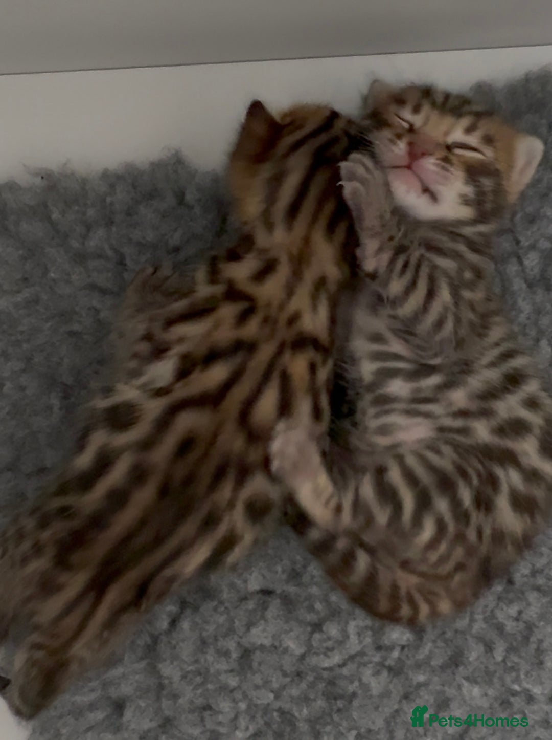 Bengal cats for sale: Exceptional show quality Brown TICA registered 🥰 - Image 24