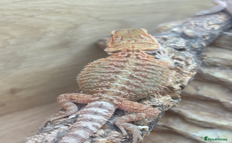 Bearded Dragon reptiles - Advert 8