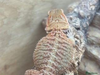 Bearded Dragon reptiles - Advert 4