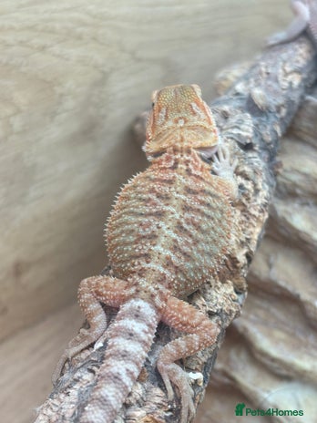 Bearded Dragon reptiles - Advert 8
