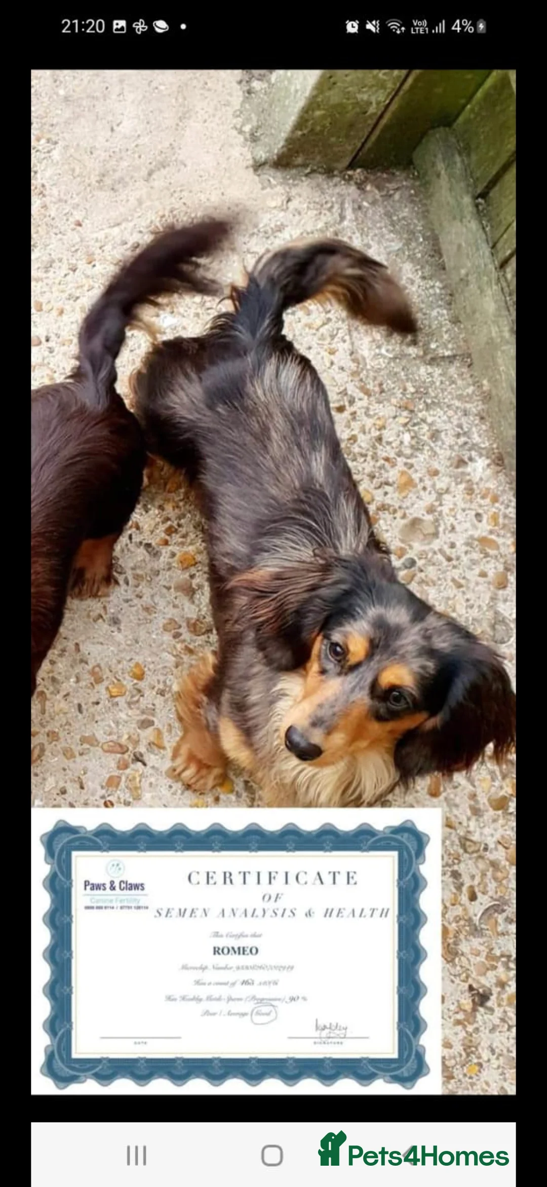 Dachshund dogs for sale: Miniature long haired dashounds  - Advert 3