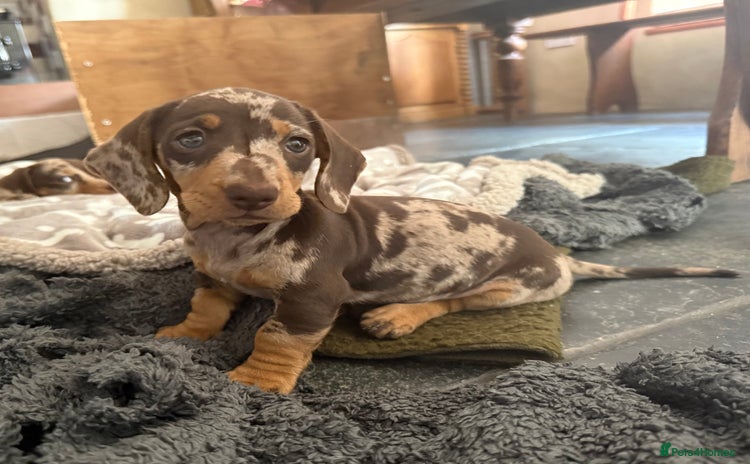 Dachshund dogs - Advert 1