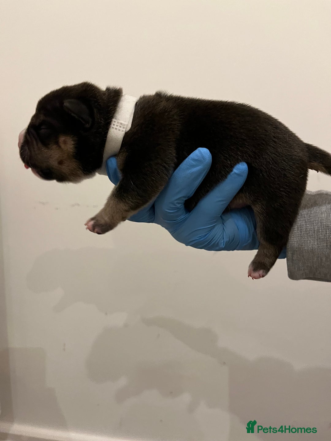 American Bully dogs for sale: BEAUTIFUL pocket bullies  - Advert 10