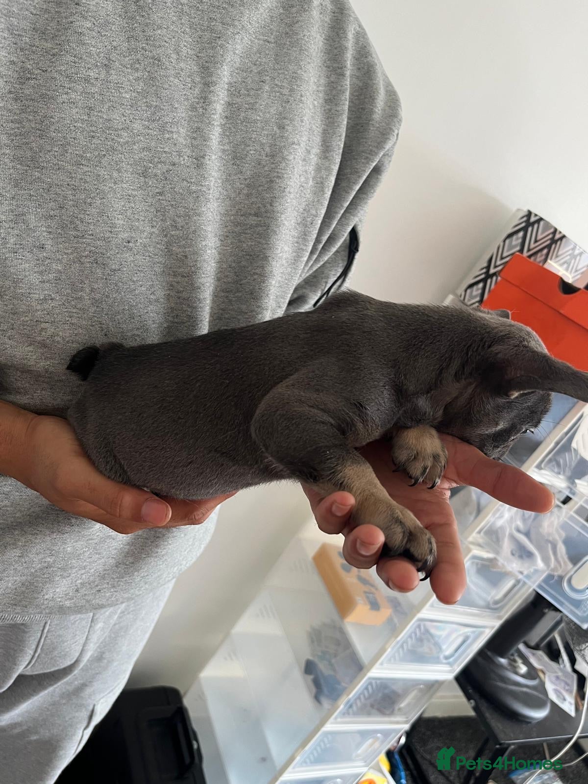 French Bulldog dogs for sale: French bulldogs for sale  - Advert 10