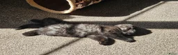 Persian cats for sale: Chunky Persian × British  - Advert 6