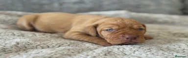 Hungarian Vizsla Puppy 3
