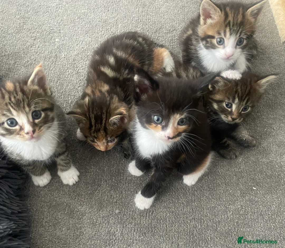 Maine Coon cats for sale: Mainecoon Cross  - Advert 2