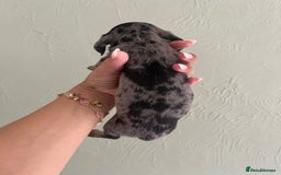 Miniature Dachshund dogs for sale: Miniature dachshunds  - Image 6