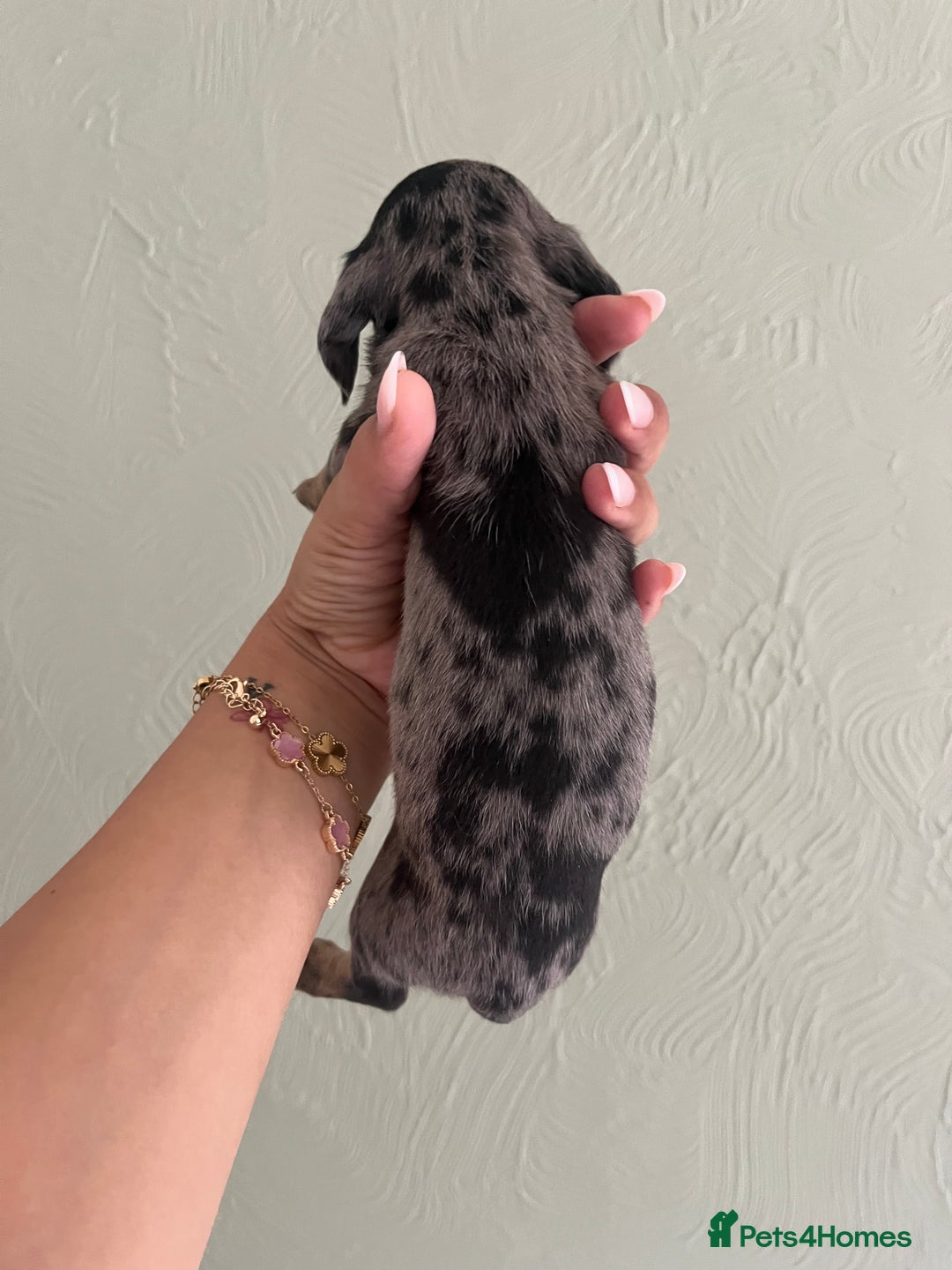 Miniature Dachshund dogs for sale: Miniature dachshunds  - Image 6