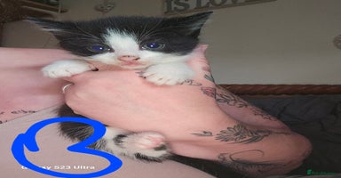 Mixed Breed cats - Advert 9