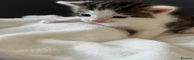 Mixed Breed Kitten 4