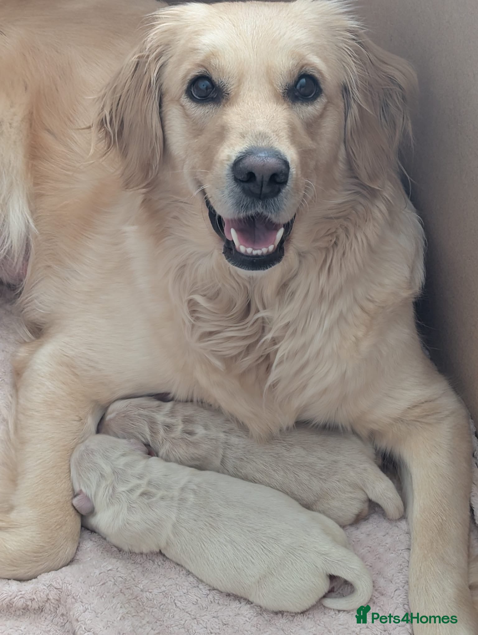 Golden Retriever dogs 2 male golden retrievers  - Advert 2