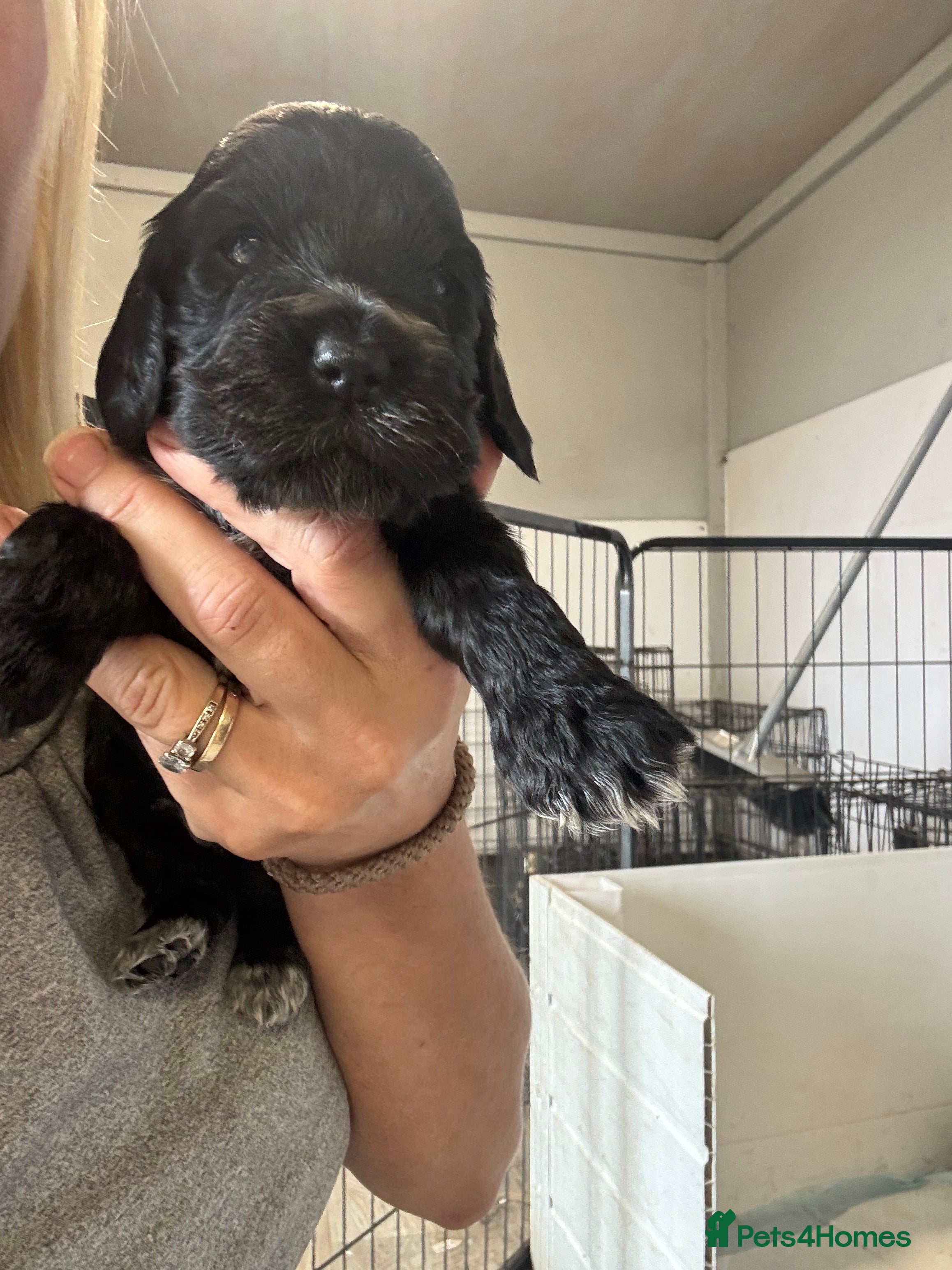Cocker Spaniel dogs 🧬Beautiful Show Type Cocker Spaniel Puppies🧬 - Advert 2