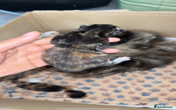 Norwegian Forest Cat cats for sale: Kittens for sale  - Image 17