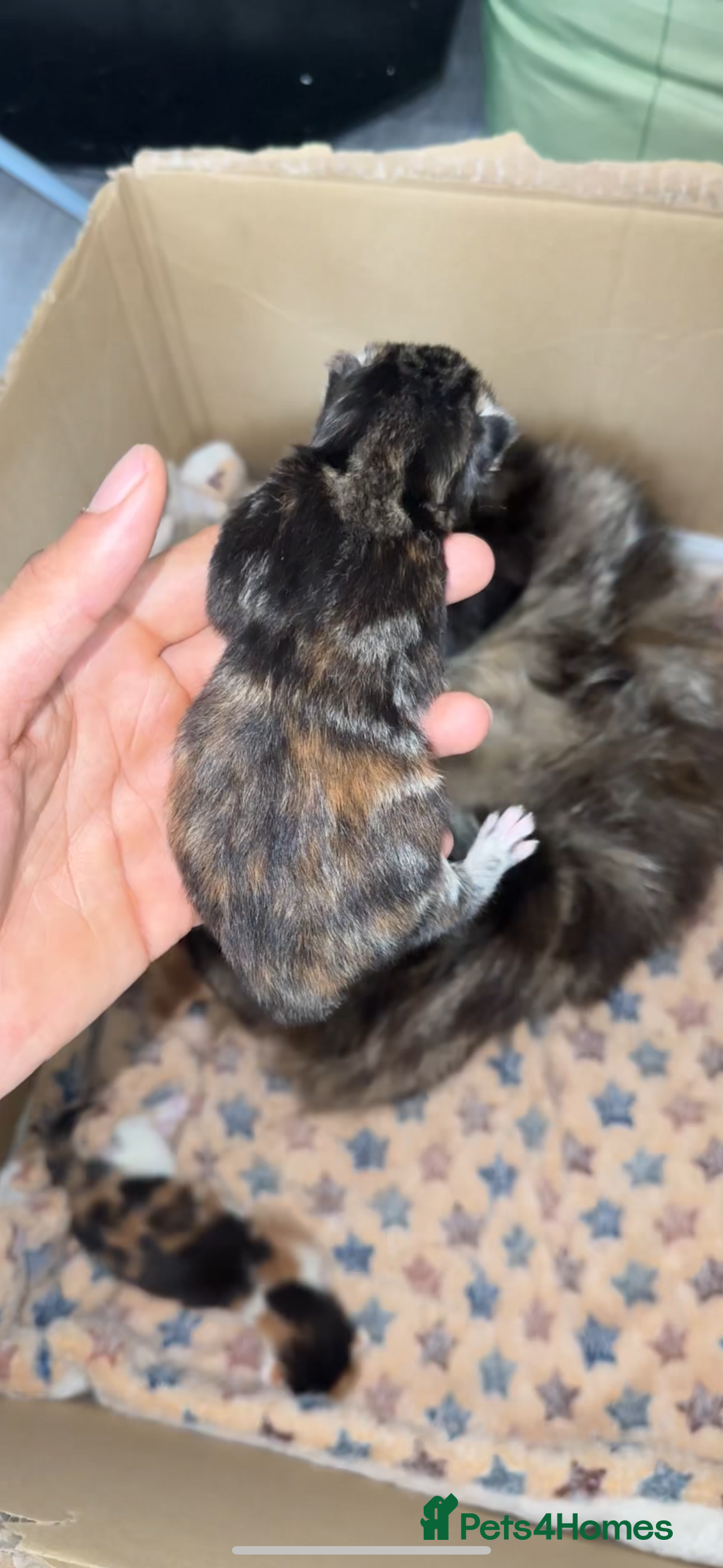 Norwegian Forest Cat cats for sale: Kittens for sale  - Image 17