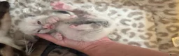 Mixed Breed cats for sale: Siamese/domestic shorthair kittens - Advert 4
