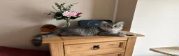 Mixed Breed cats for sale: Beautiful Kittens for sale in Reading - Advert 20