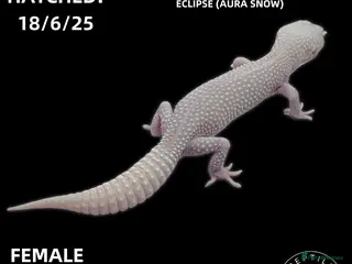 Leopard Gecko reptiles Leopard Geckos (NEW GECKOS ADDED!) - Advert 15